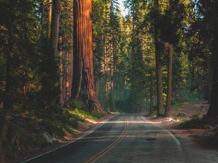 Get Free Guac & Find Your Purpose